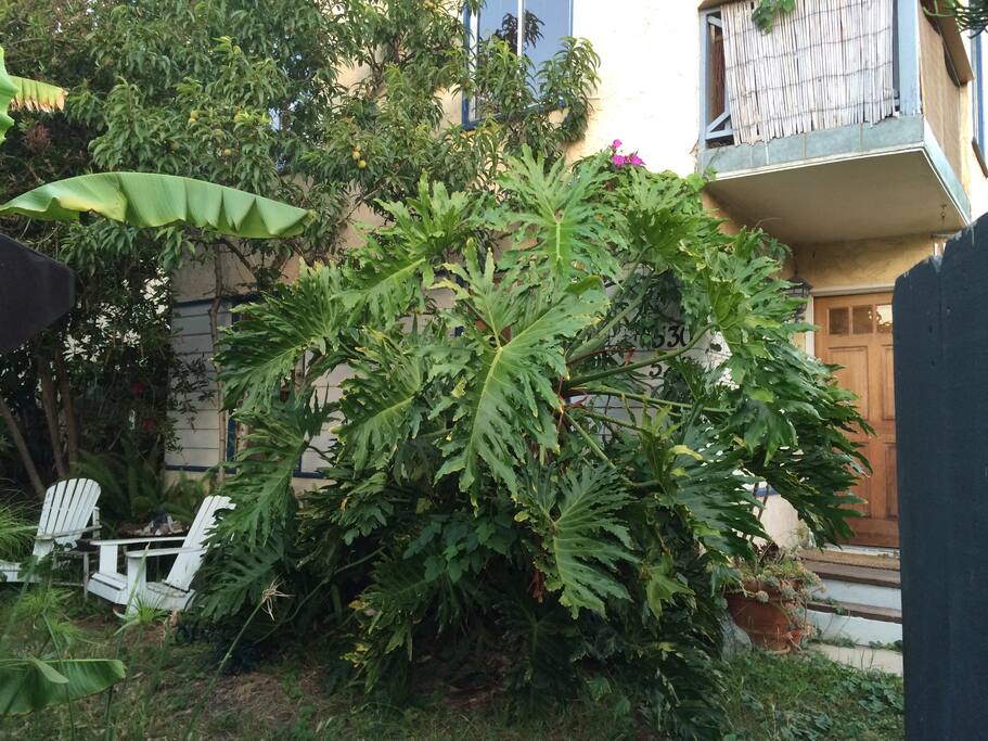 Lush, private front yard with security gate and wooden fence.