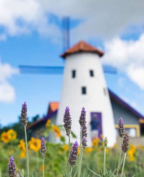 Lavender field + infinity pool + iconic windmill