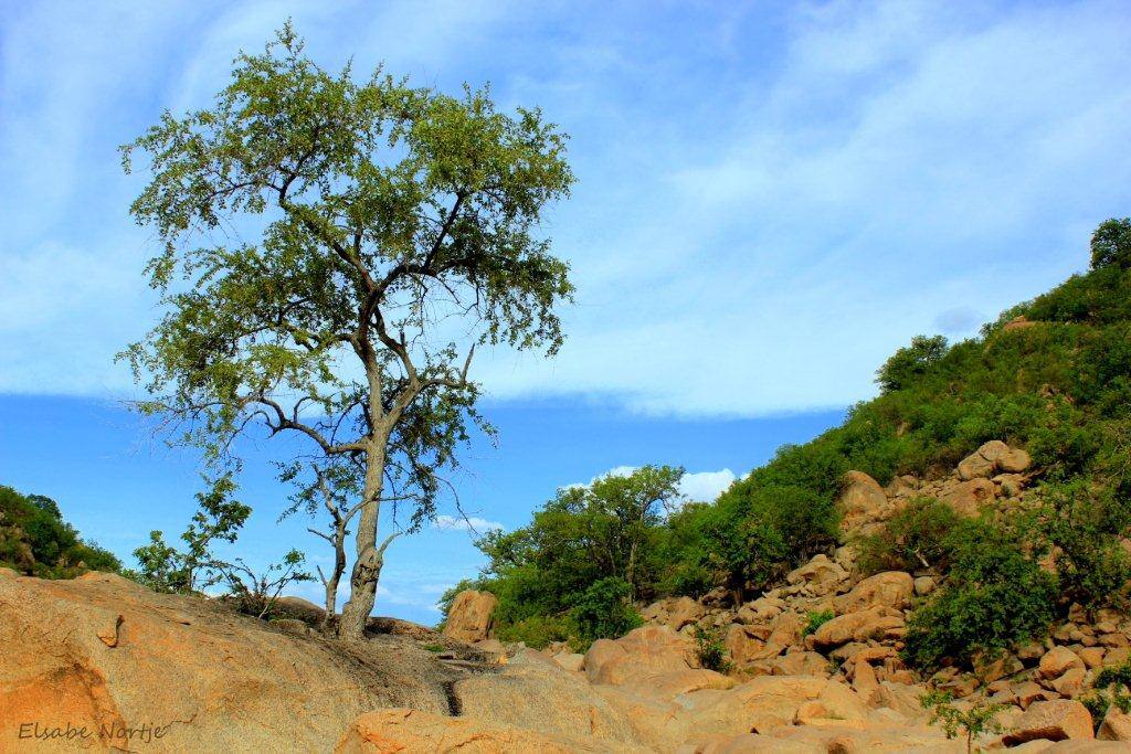 Tree growing out Granite rock