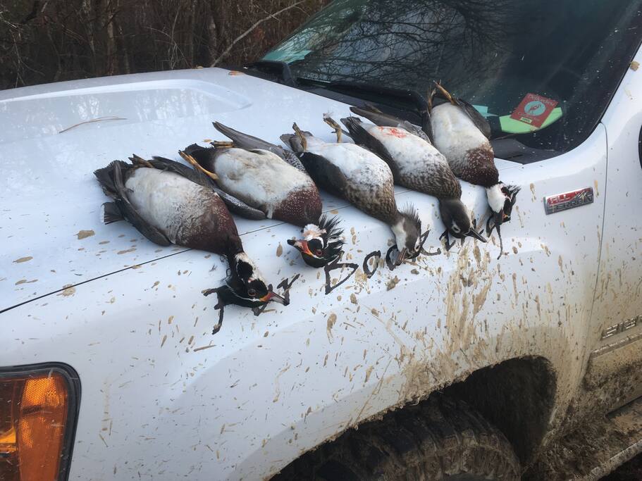 Duck Season