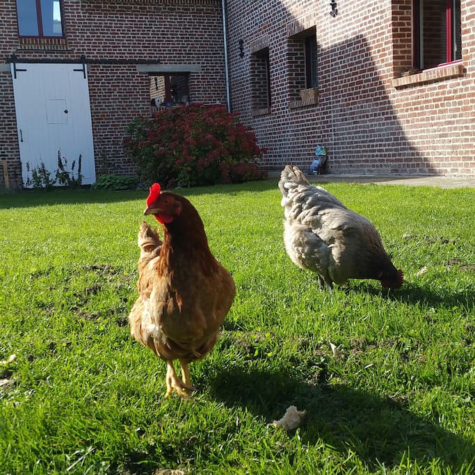 Généreuses nos poulettes