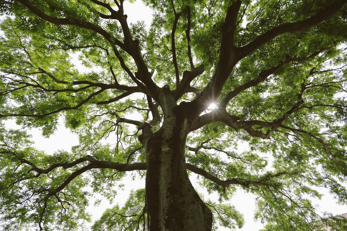 A large tree with a wide canopy is viewed from below, branches extending outward and upward. Sunlight filters through the abundant green leaves, creating a serene ambiance. The trunk is sturdy, showcasing a textured bark that connects to the expansive branches above.