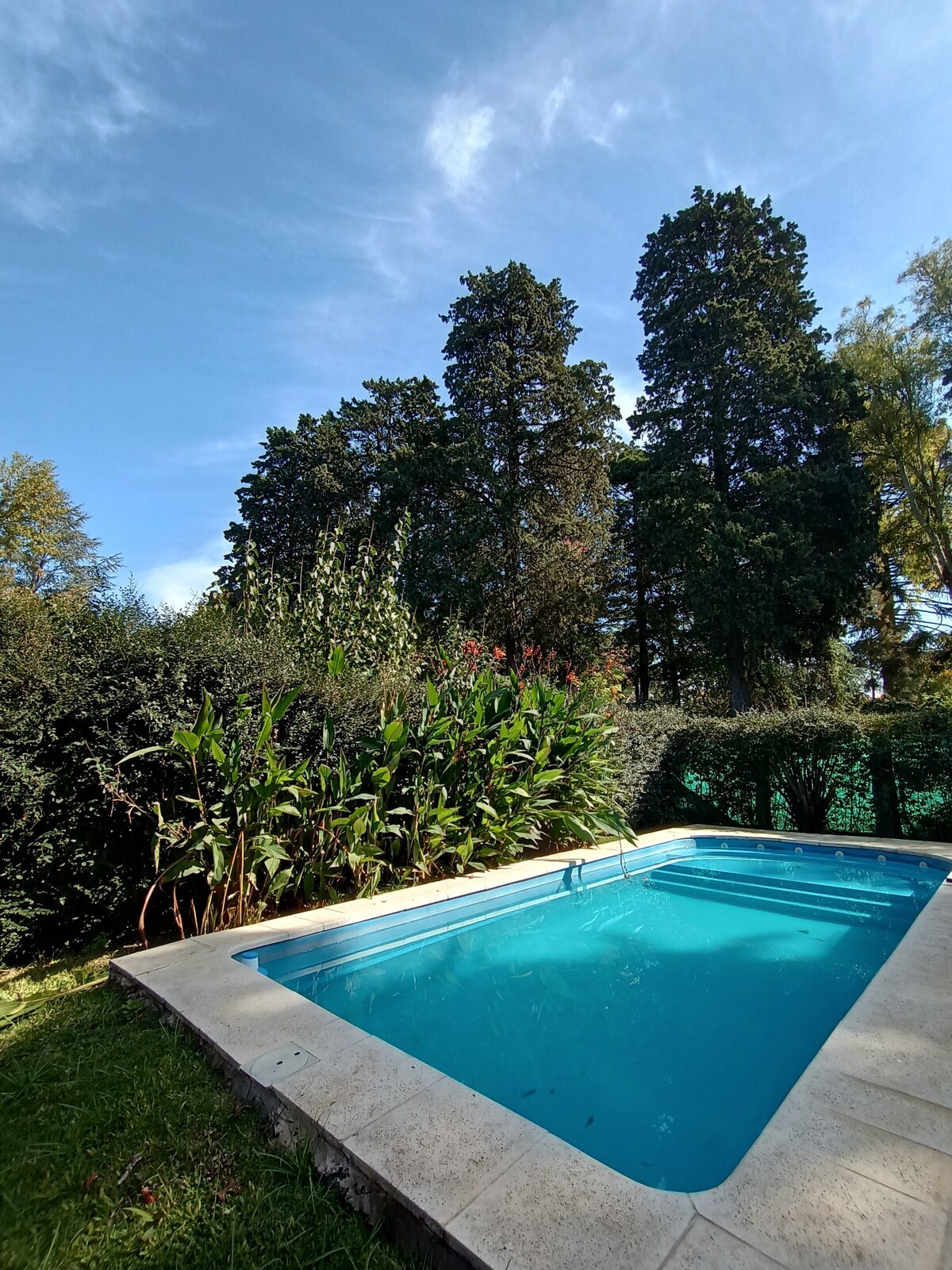 A serene outdoor area features a small pool surrounded by lush green plants and tall trees. The pool's clear water reflects the sky, contributing to a peaceful atmosphere. A stone border frames the pool, enhancing the nature-inspired setting.