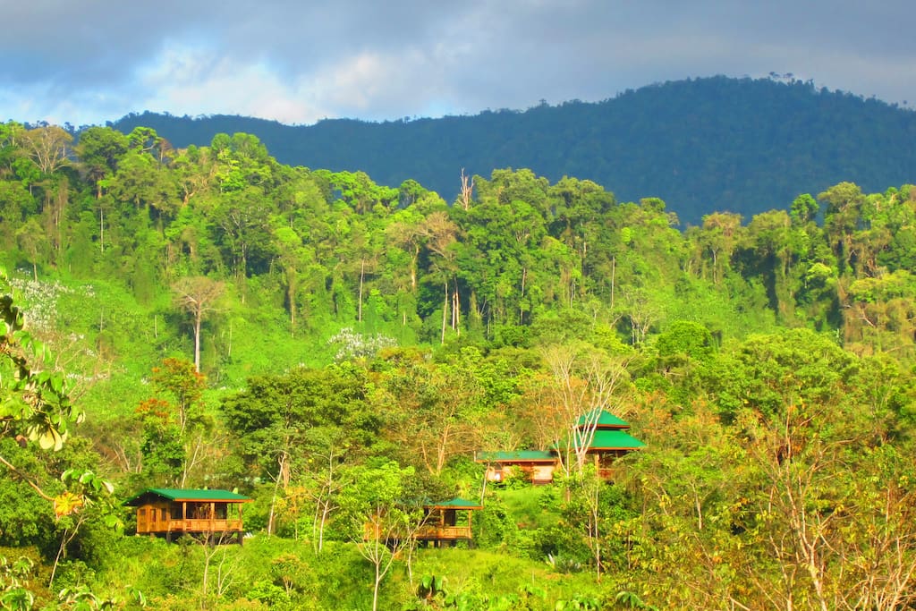 Madreselva