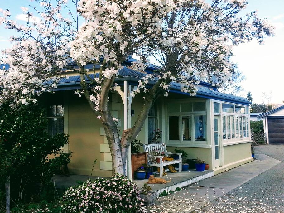 Sunroom with Magnolia tree outside