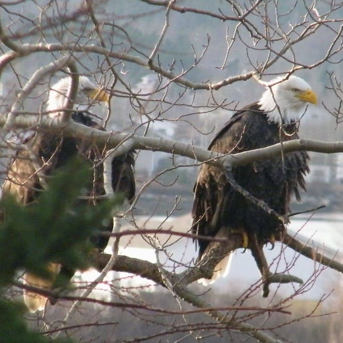 Our Resident Eagles