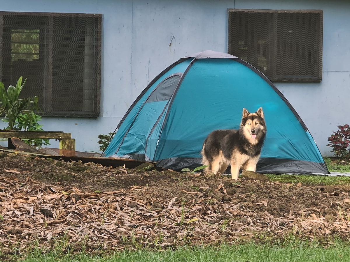 A vibrant blue tent is set up in a grassy area, surrounded by fallen leaves. A fluffy dog stands in front of the tent, with a backdrop of a building featuring several dark windows. Lush greenery is visible around the scene.