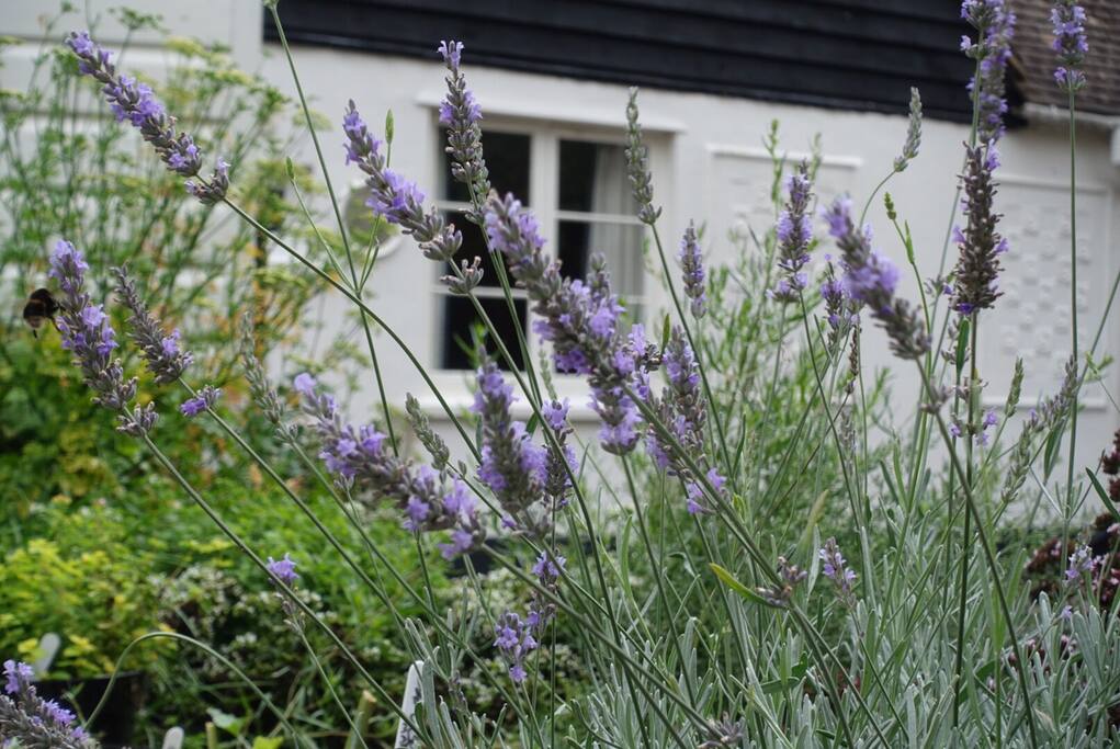 Herb garden outside Kitchen