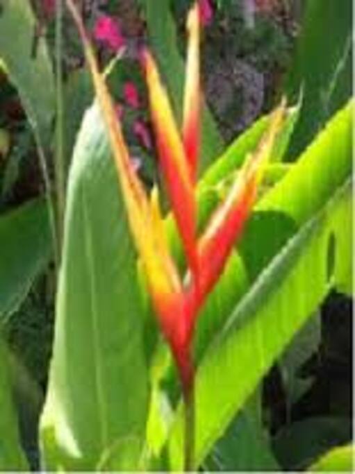 flores endémicas