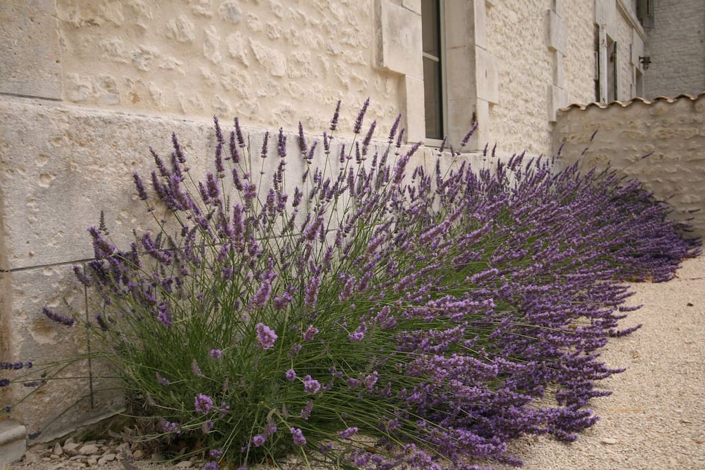 Lavender in full bloom at La Cannonerie
