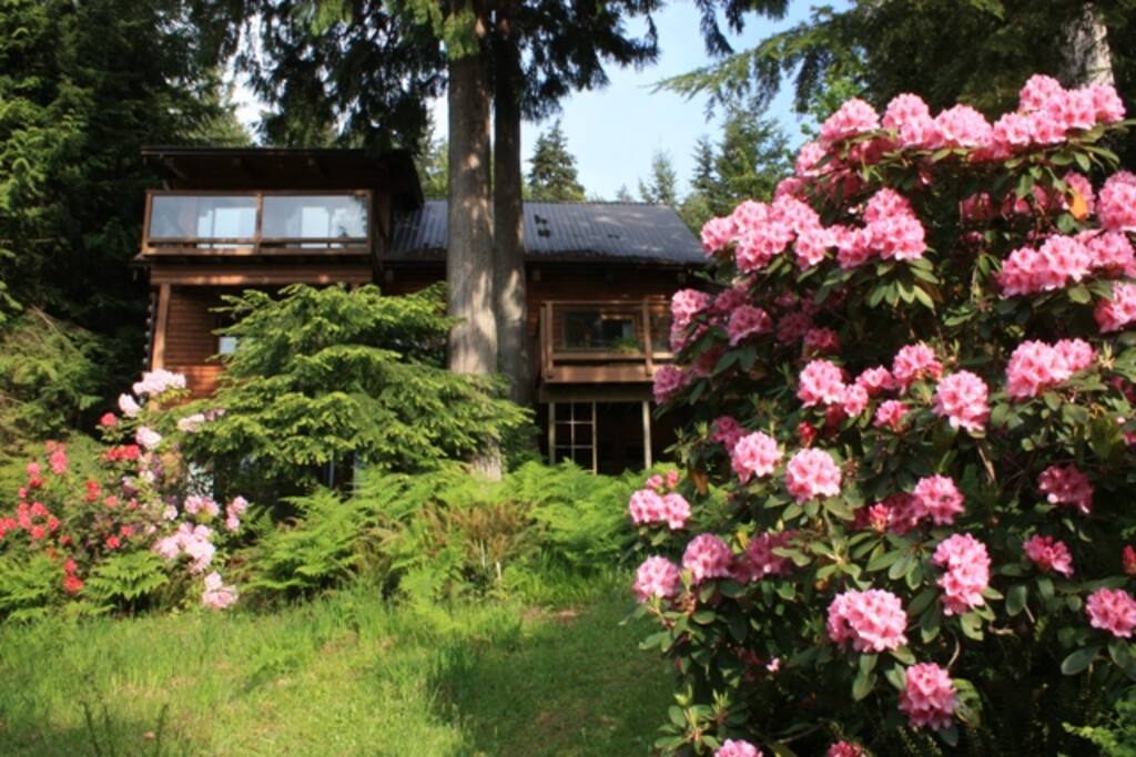 Log Home and Yard