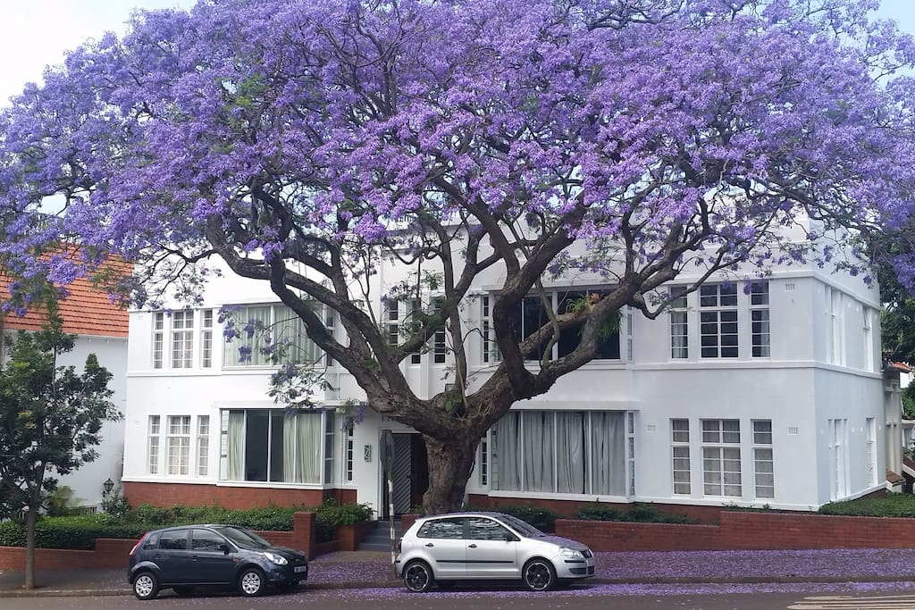 Beautiful jacaranda trees grace the entrance to Talyllyn