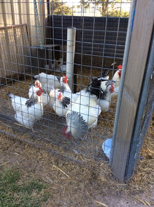 Light Sussex chickens