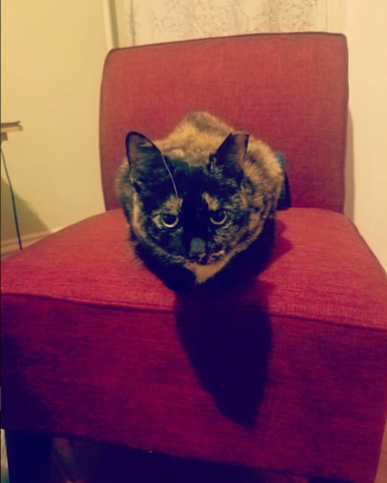 Deborah the Cat