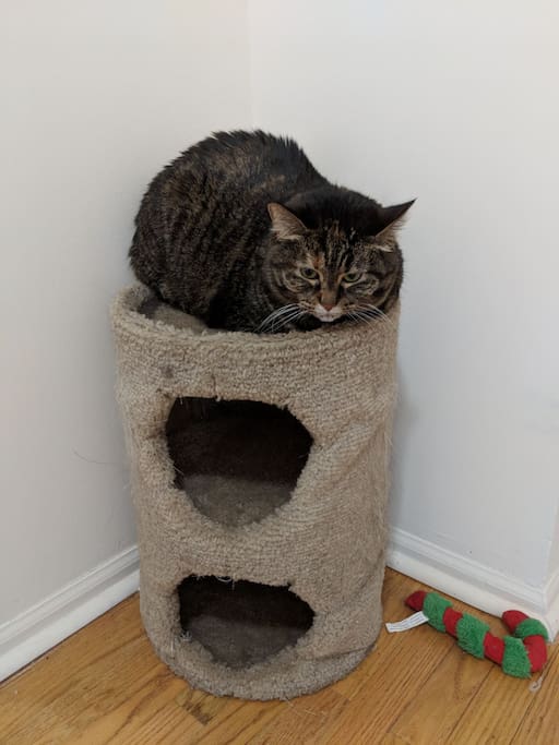 Our cat, Lois