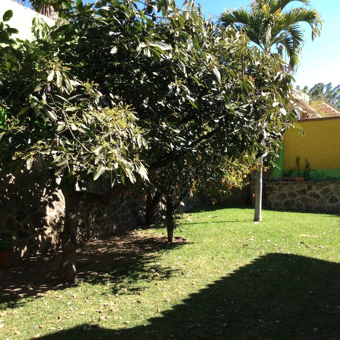 Avocado and mango trees in backyard