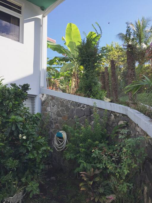 Le jardin et ses bananiers