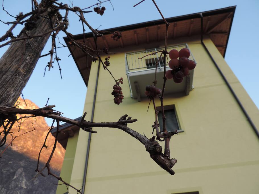 Grapes in autumn