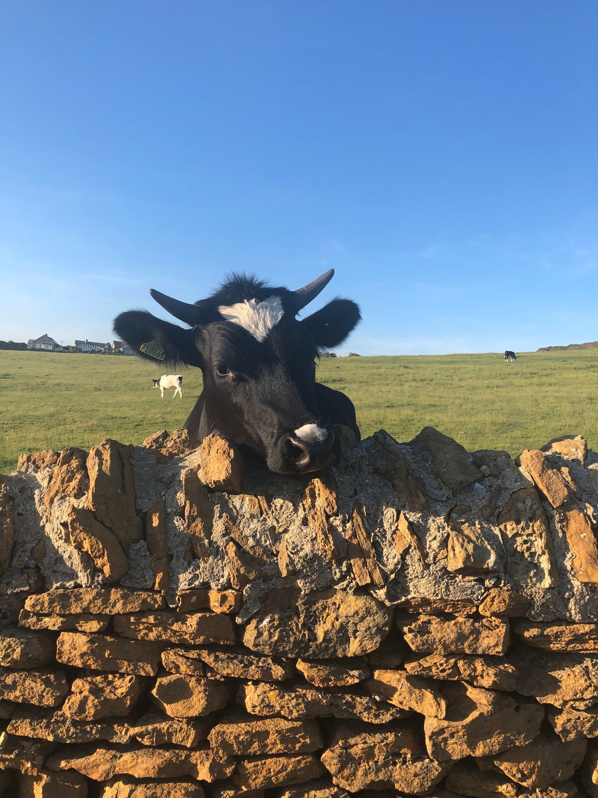 A black and white cow is seen resting its head on a stone wall, with green fields and a clear blue sky in the background. Additional cattle can be spotted grazing in the distance, contributing to a serene countryside scene.
