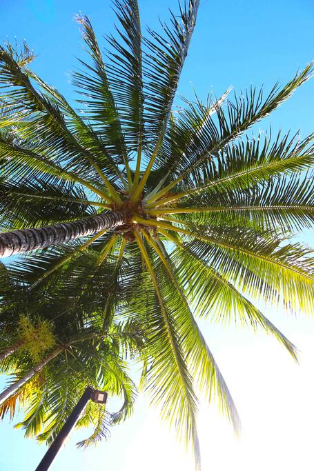 Tropical gardens