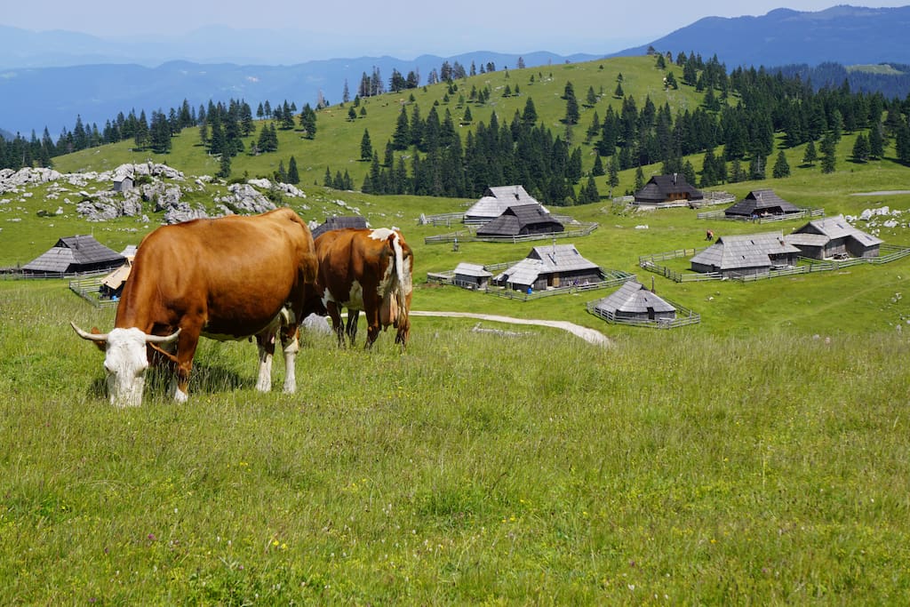 Cows spent three months of the year at Velika planina, starting in the beginning of June.