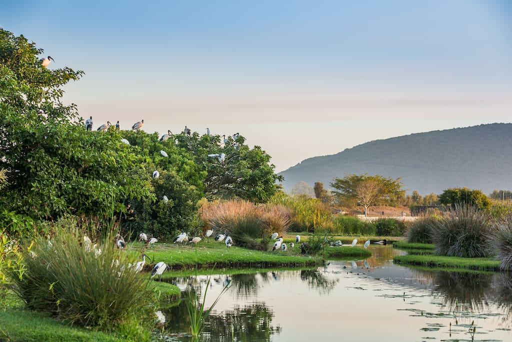 the freshwater lake in front of the apartment/home on Thesen Island - you can take a walk here and relax watching the birdlife