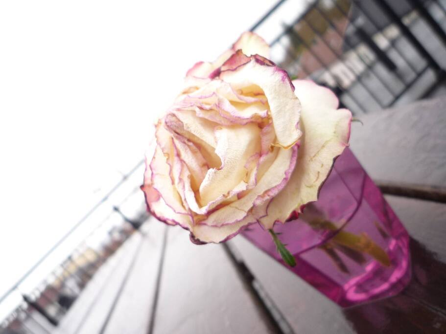 Romantic meal can be arranged. or a family meal, possible in the TERRACE.