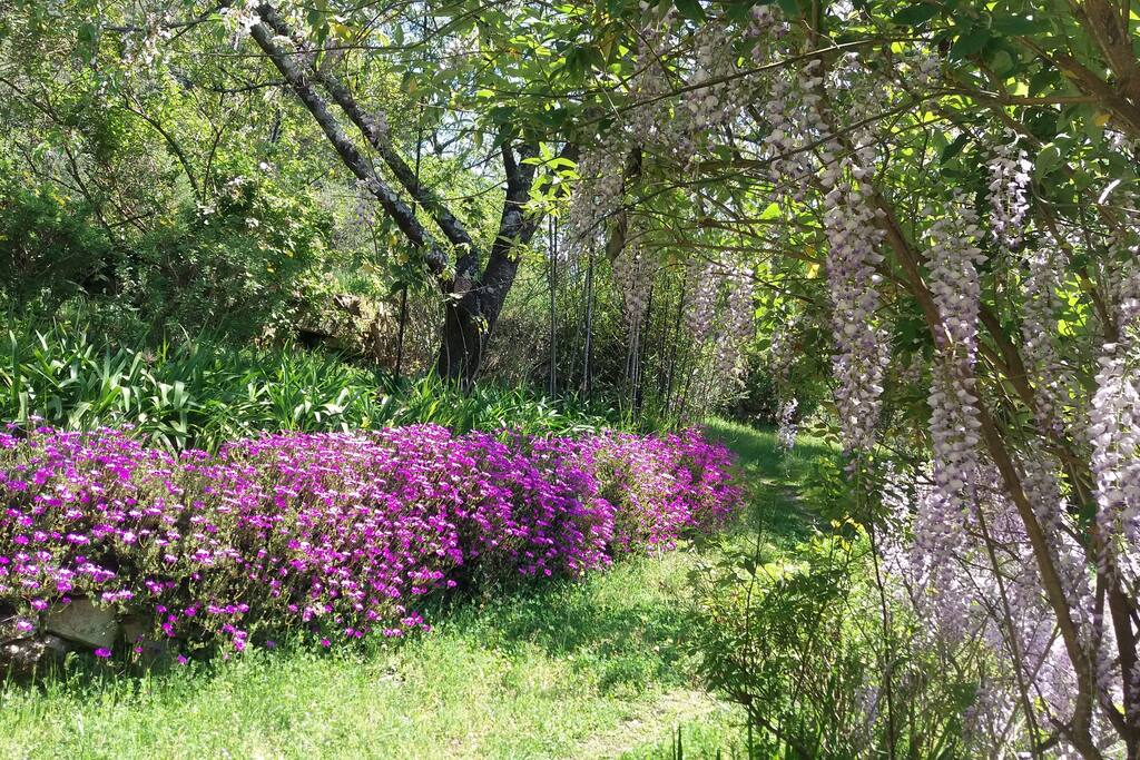 Bloemenpracht in de tuin.