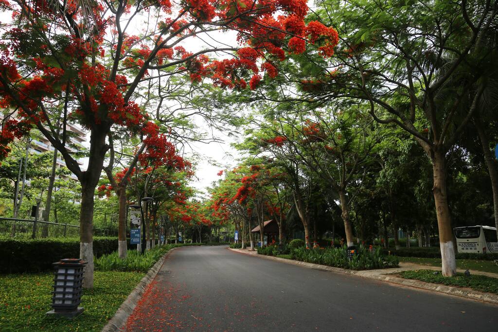 火红的凤凰花