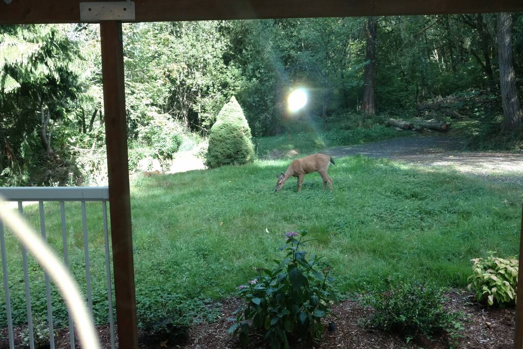 Wildlife visits often