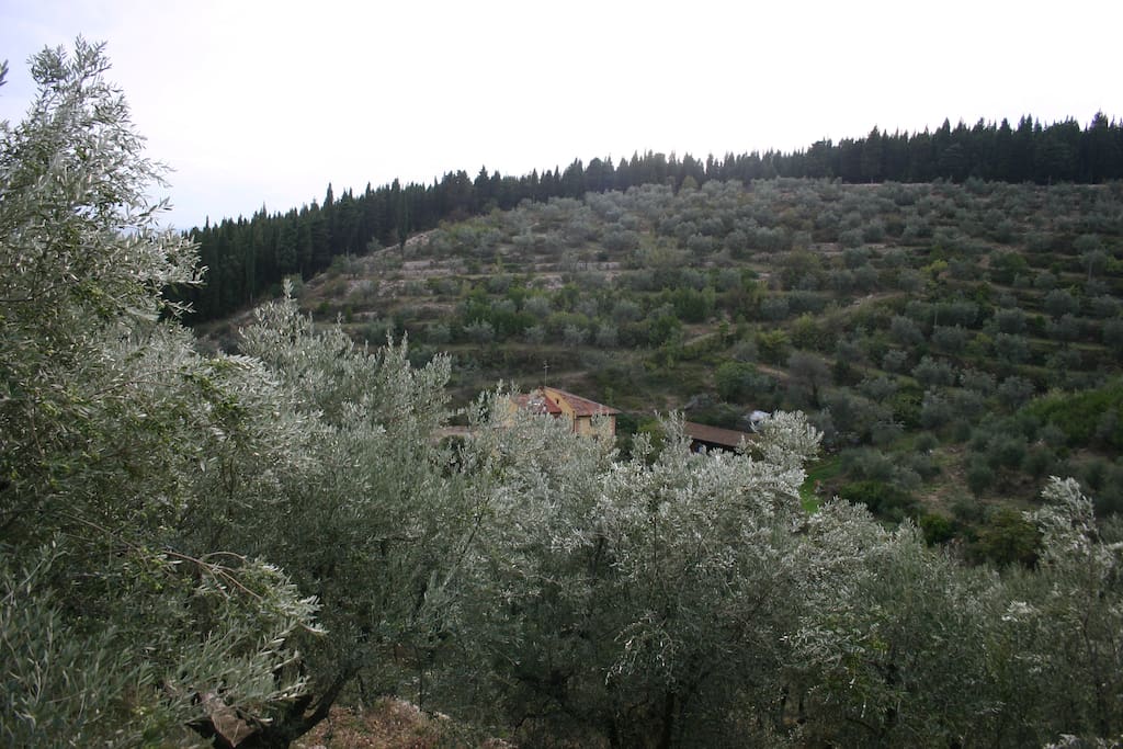 Oliveta secolare