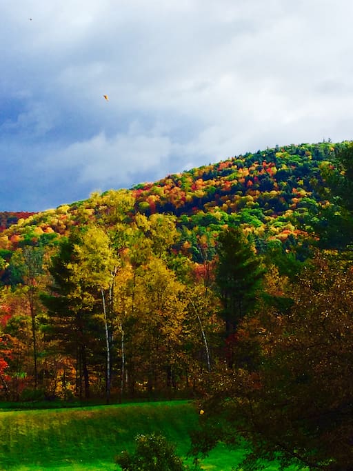 Out back in Fall