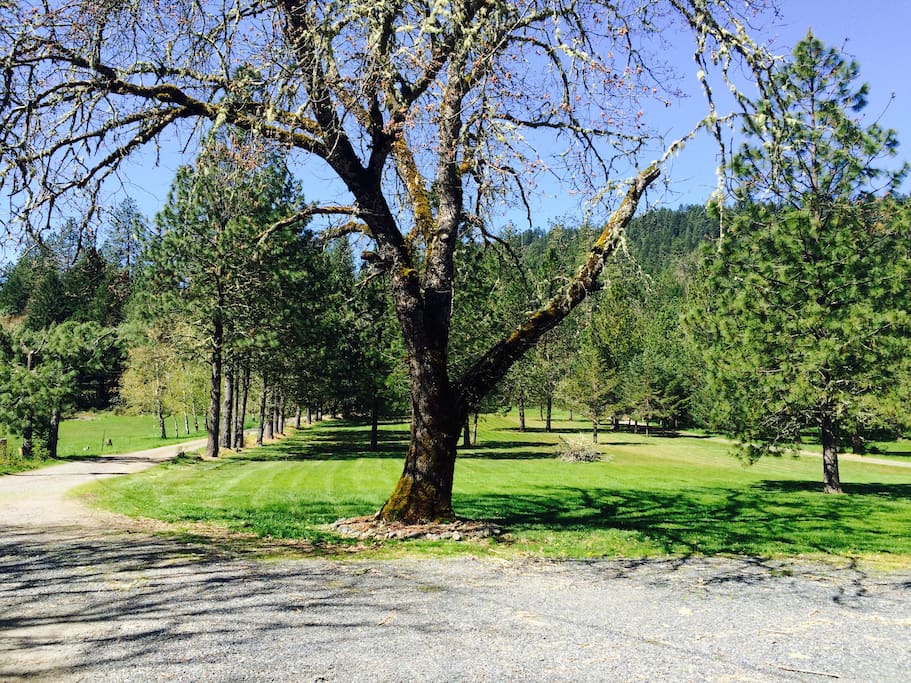 Private driveway leading to the house with acres of park like setting in front yard.