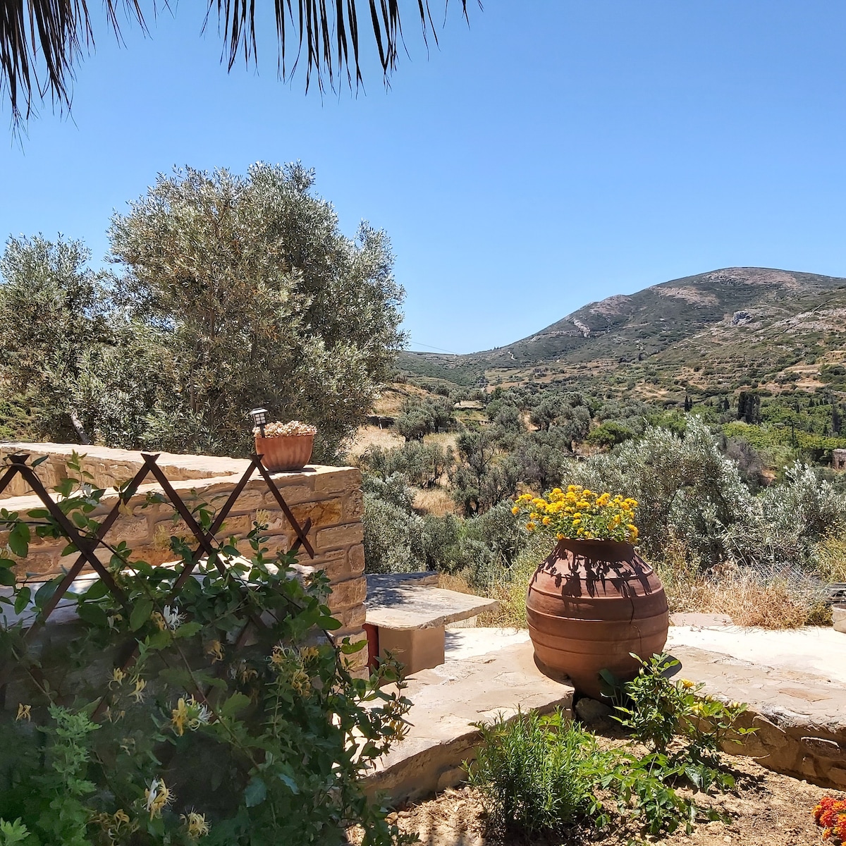 A sunlit outdoor area features a terracotta pot filled with vibrant yellow flowers. Olive trees and rolling hills can be seen in the background, creating a serene landscape. Natural stone pathways lead through the lush surroundings, inviting relaxation in the tranquil environment.