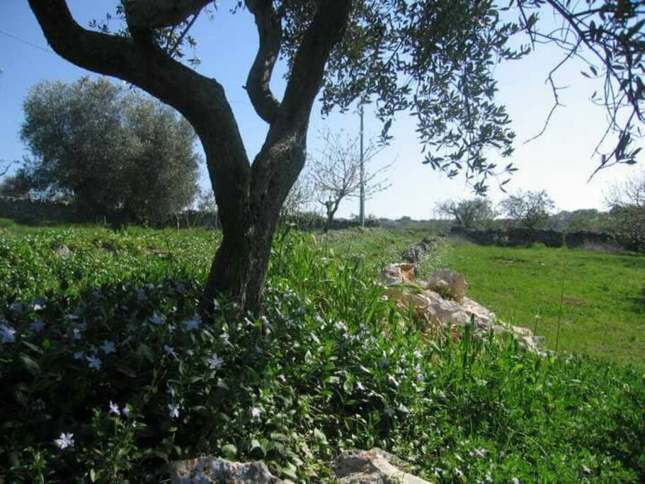 La campagna pugliese