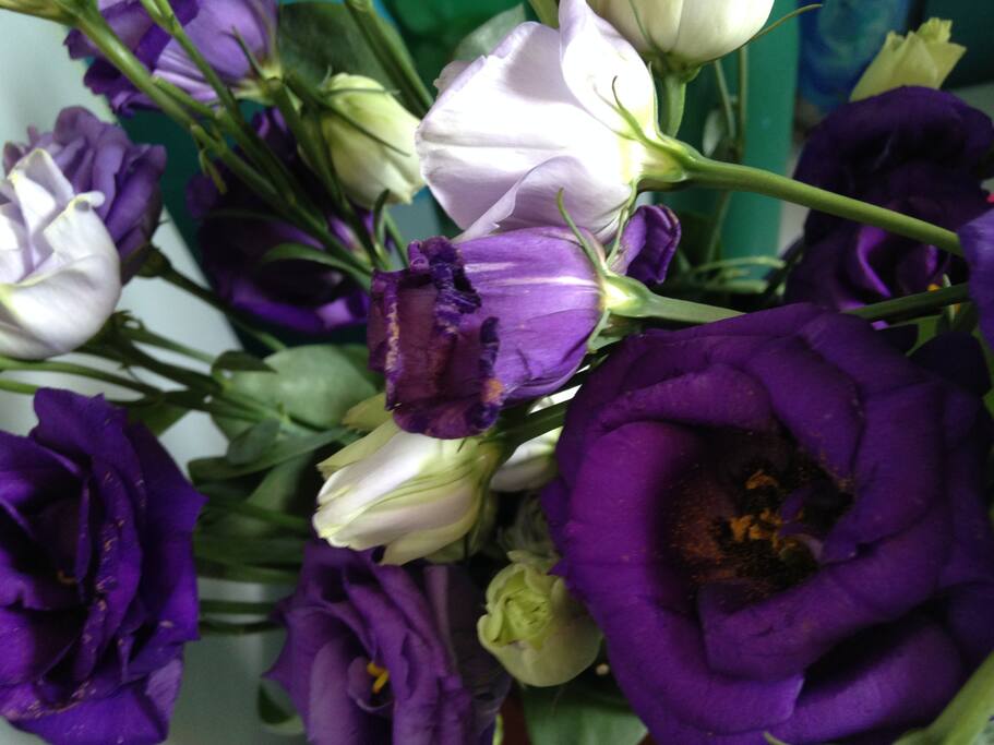 FLEURS DU SON ROOM