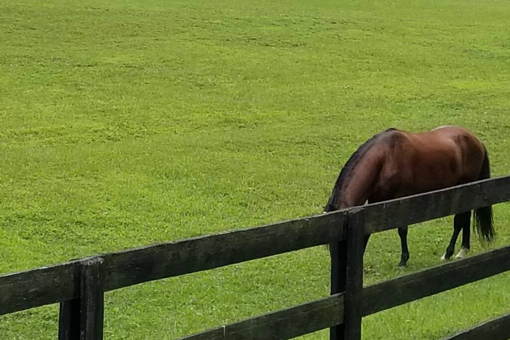 Vanidoso in the pasture