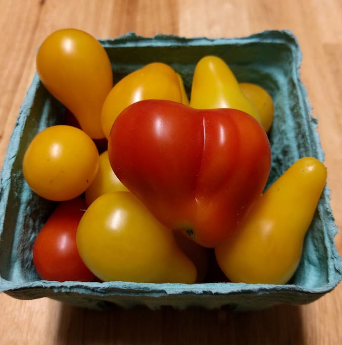 Tomatoes from our greenhouse