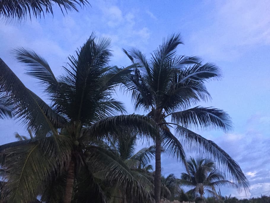 Just some Palms for the mood