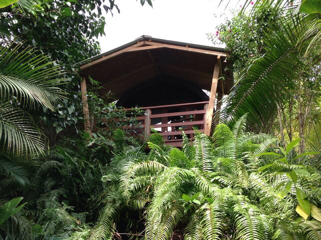 A PEACE IN PARADISE (Bird of paradise Log cabana)