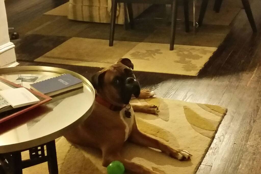 Silly dog