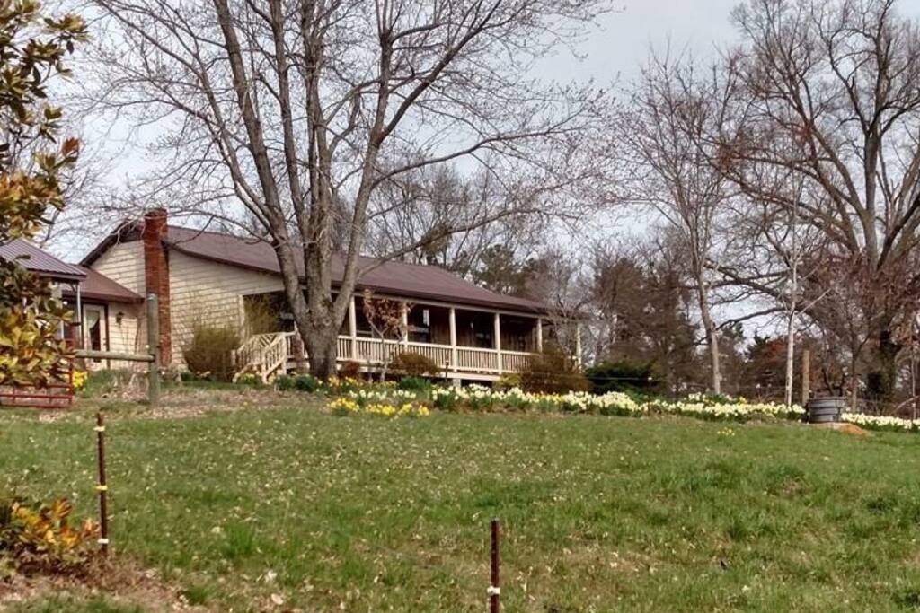 Spring daffodils