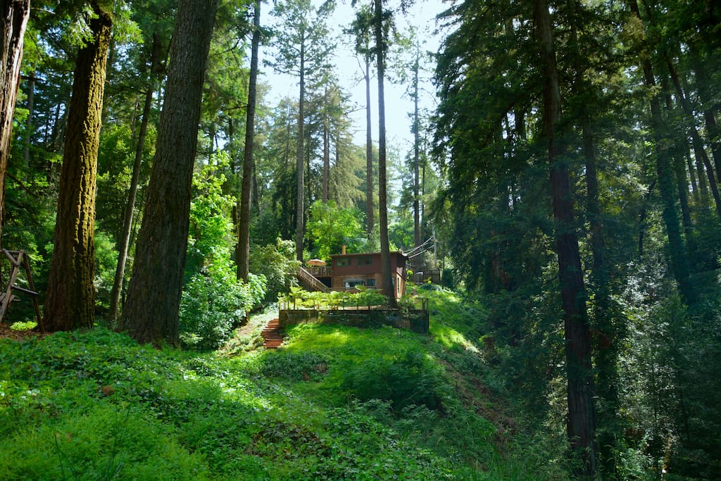 Redwood trees tower over the cottage