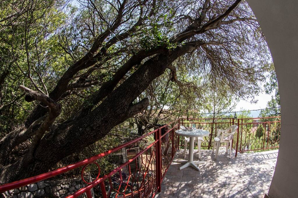 Wild olive tree