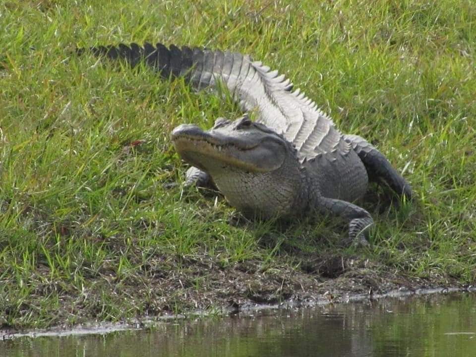 An alligator is observed resting on the grassy bank of the water. Its elongated body and distinct patterned skin are visible, surrounded by lush green grass and a tranquil water surface reflecting the surroundings.