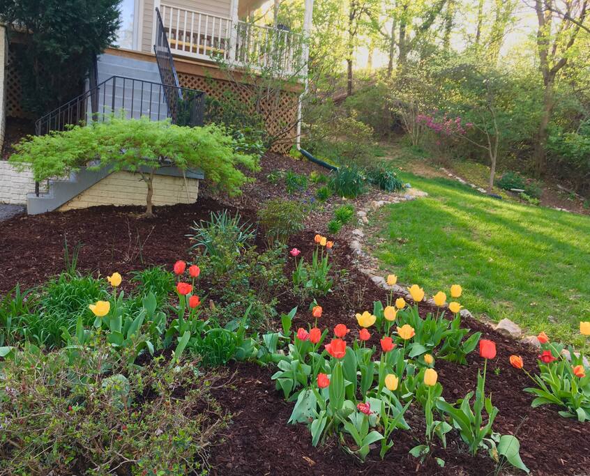 A view of the front yard in spring.
