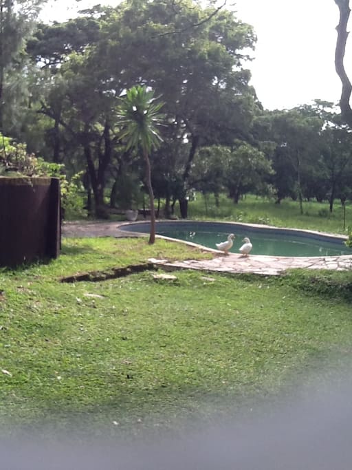 enjoy the rustic ambience share the pool with the ducks