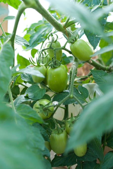 Inside the greenhouse