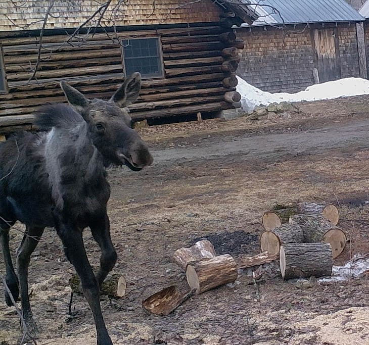 Calf following Mom