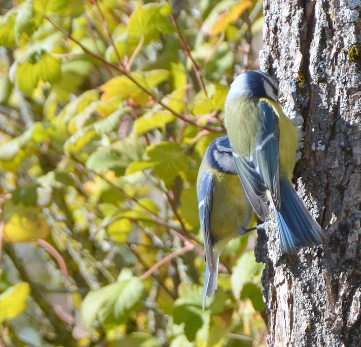 Great tit in our front yard